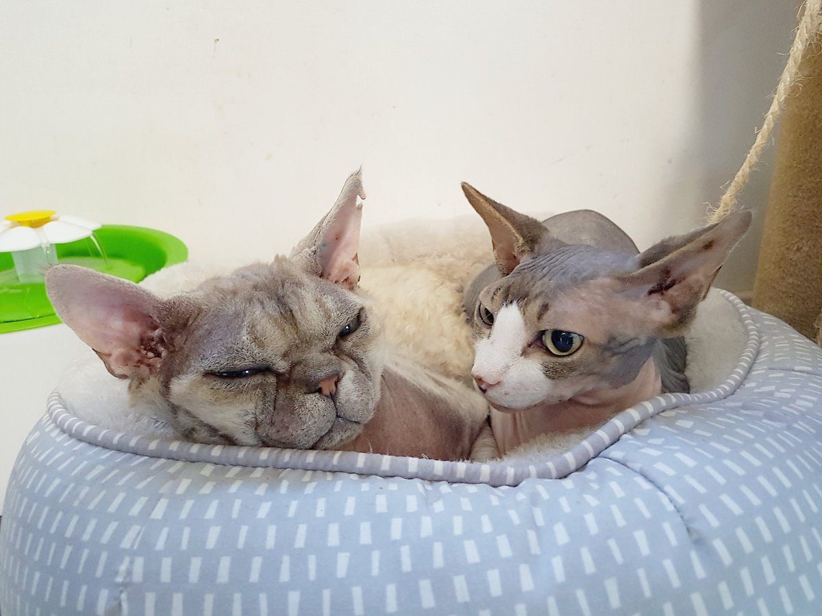 ThorTheDevonRex's tweet photo. https://t.co/77dtsf8lsn