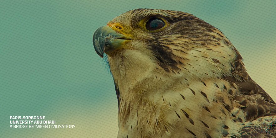 Sorbonne University Abu Dhabi On Twitter The Falcon Is The