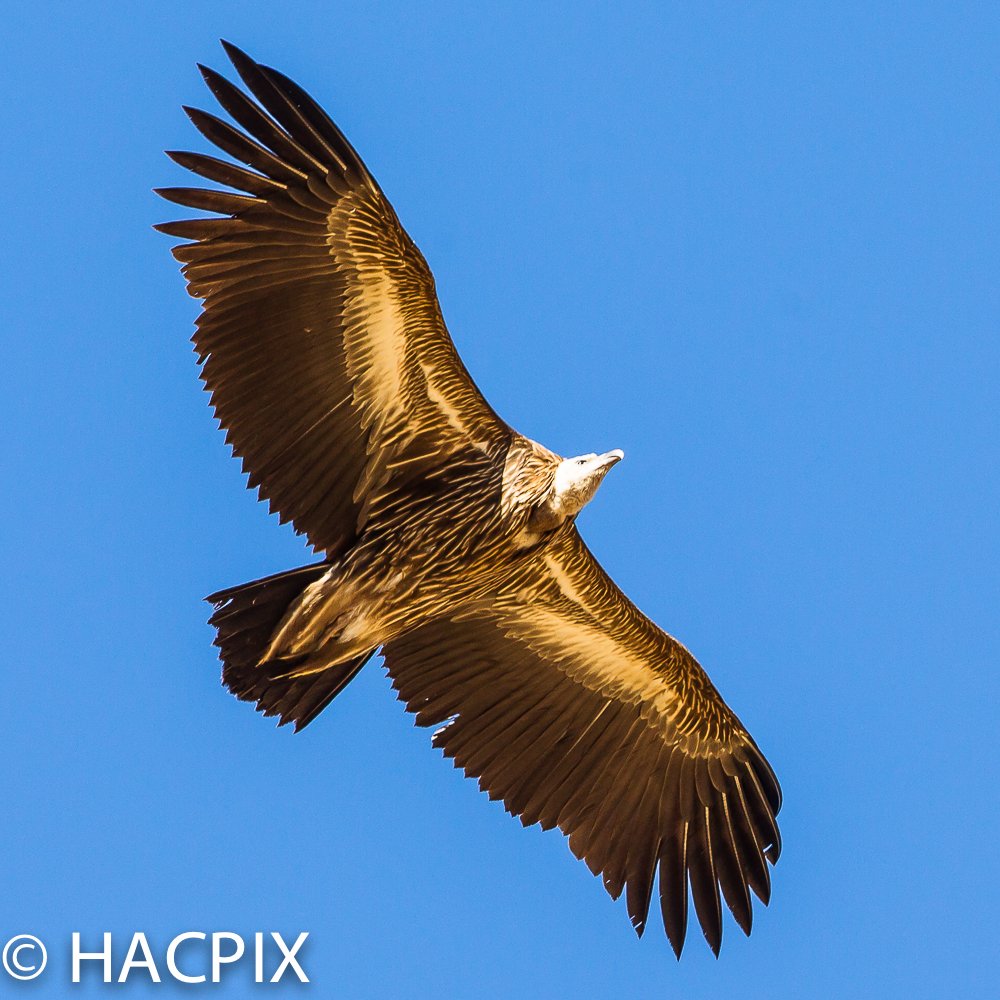 Steppeeagle Hashtag On Twitter