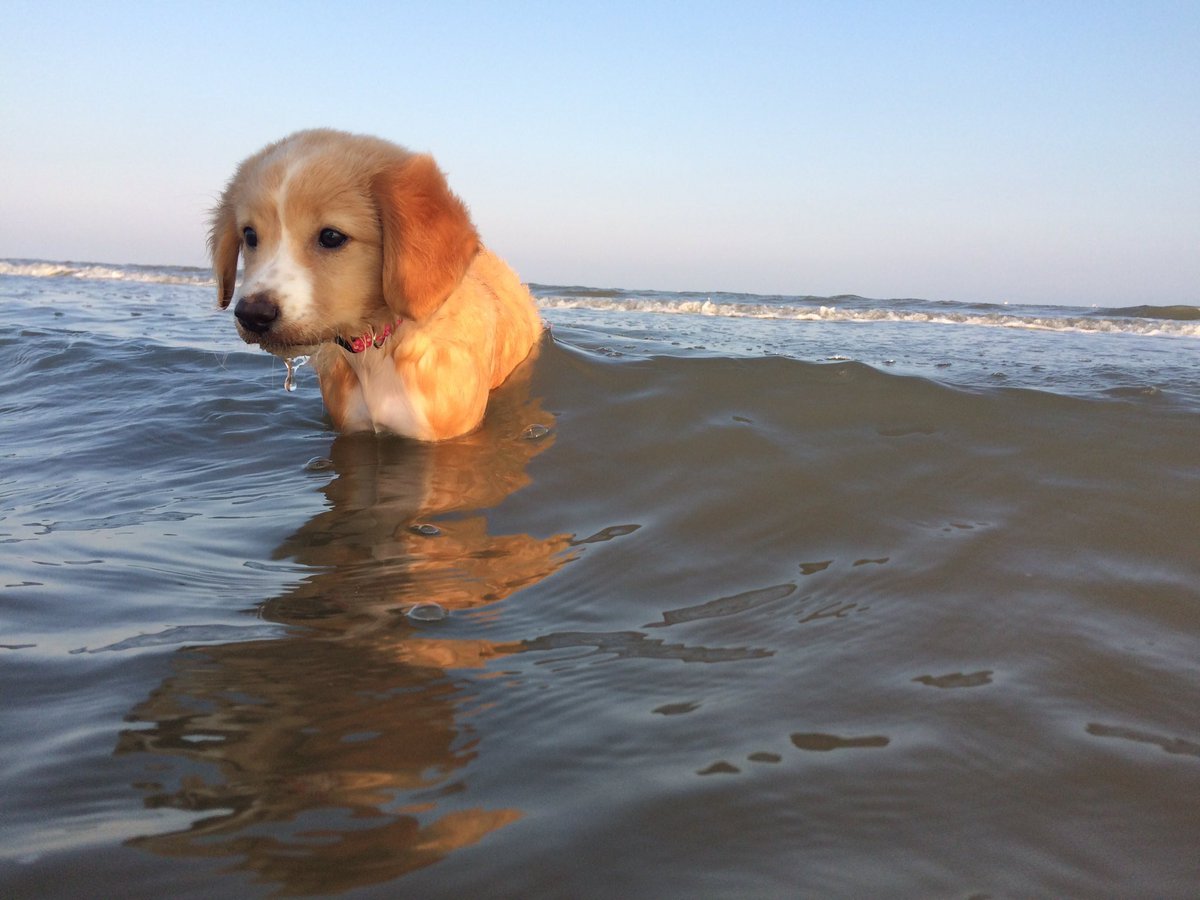 OceanObsessions's tweet image. Beach day 💕🐶