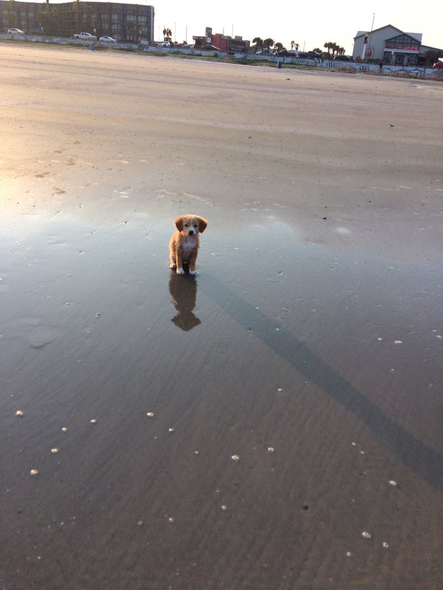 OceanObsessions's tweet image. Beach day 💕🐶