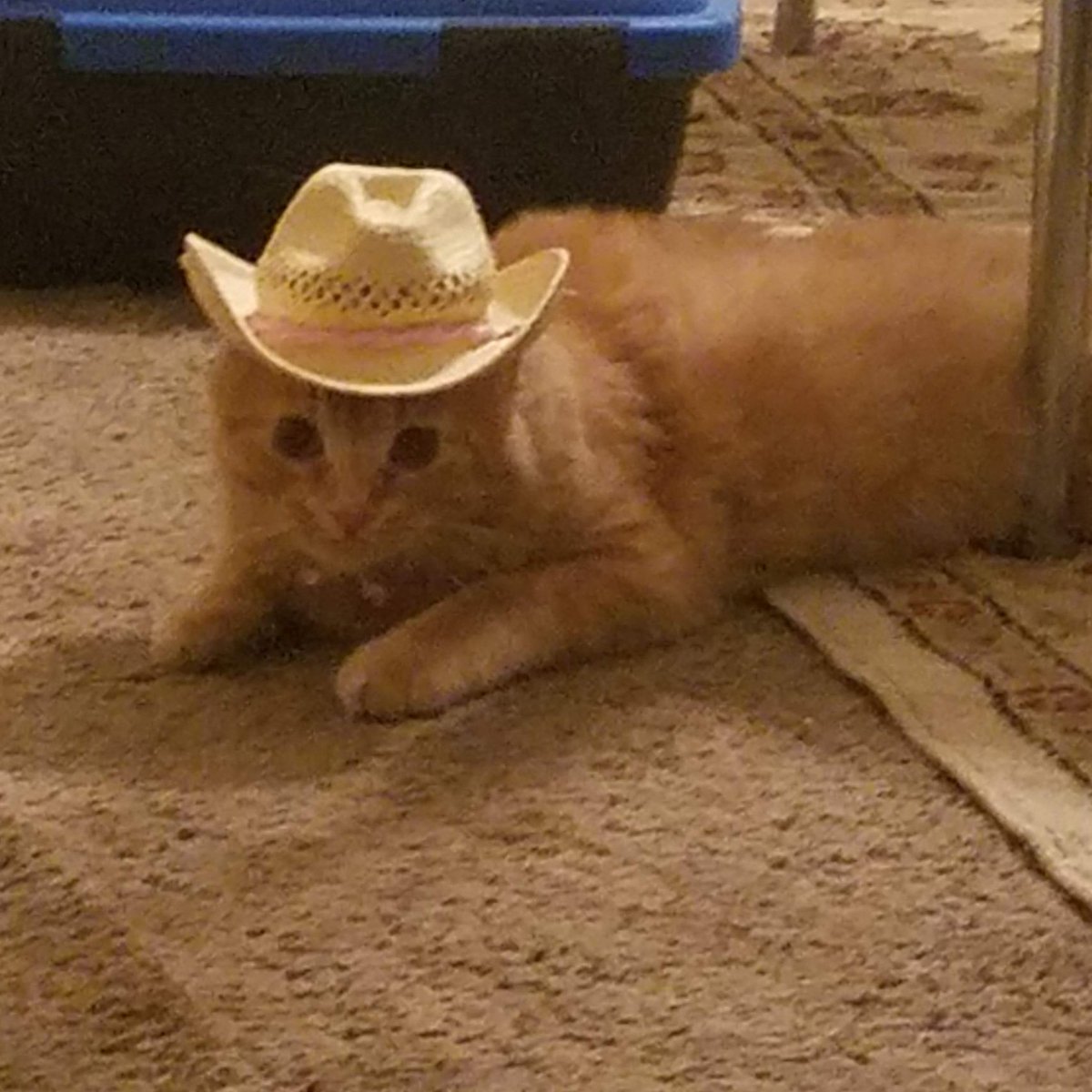 acwalker48's tweet image. Rides a horse better than @RoyMooreSenator