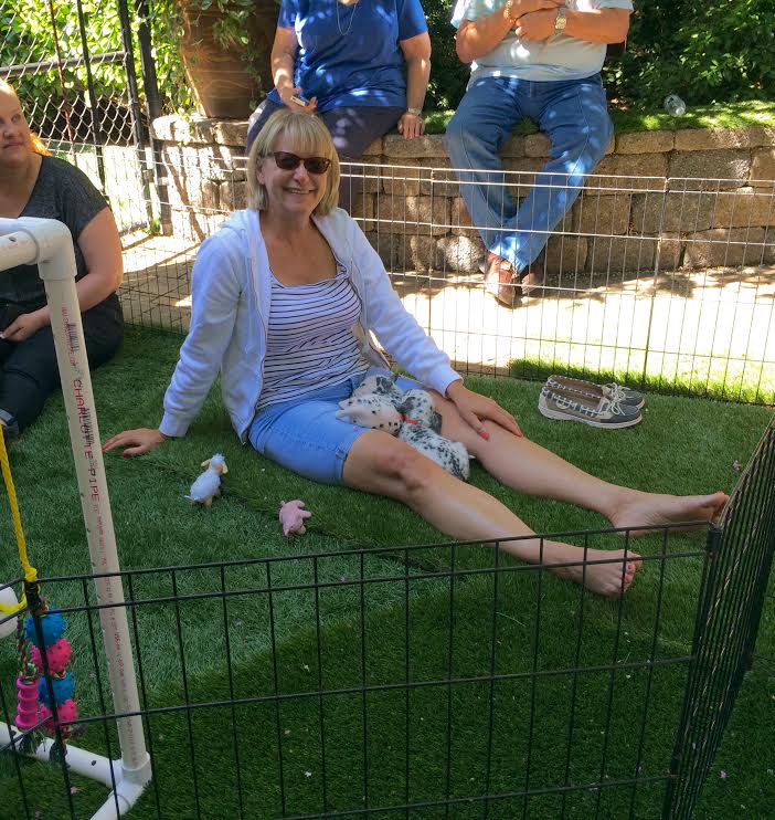 lindagraysexton's tweet photo. Look at this beautiful litter I got to cuddle! Got my puppy fix! #bespotted #tbt https://t.co/T1P9TOLMmy