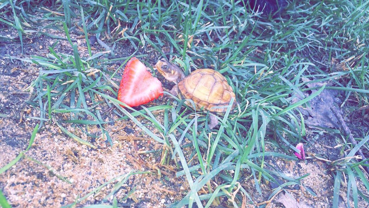 lilwaynetho's tweet photo. just eating a strawberry bigger than my ex's dick https://t.co/8AiQw7qmrE