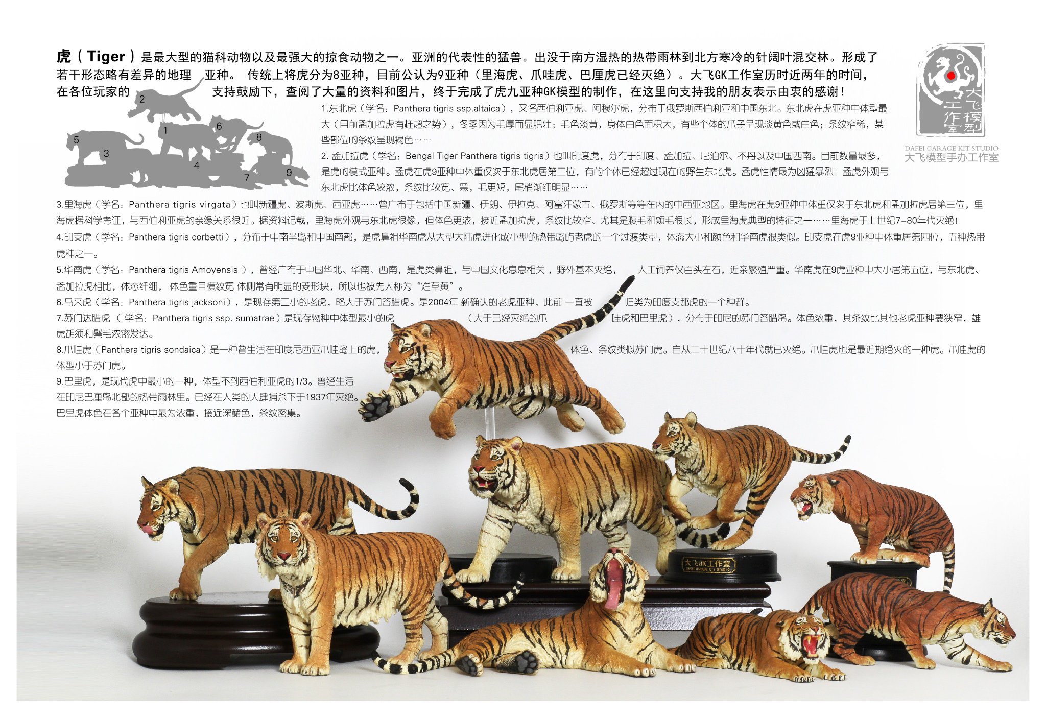 王东飞on Twitter 全球虎九亚种系列https T Co Lcg0dm4gmt Twitter