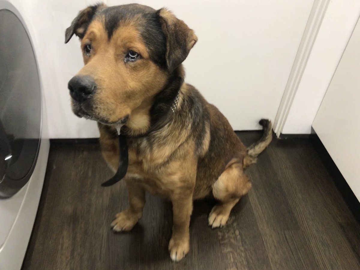 Please RETWEET.  Searching for the parents of “Oyescha”. We found this sweetheart outside our home with an 805 phone number. Possibly ran from the Ventura fire. Please help!