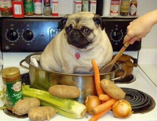 pugs_bot's tweet photo. https://t.co/Uw7uUJhcxS