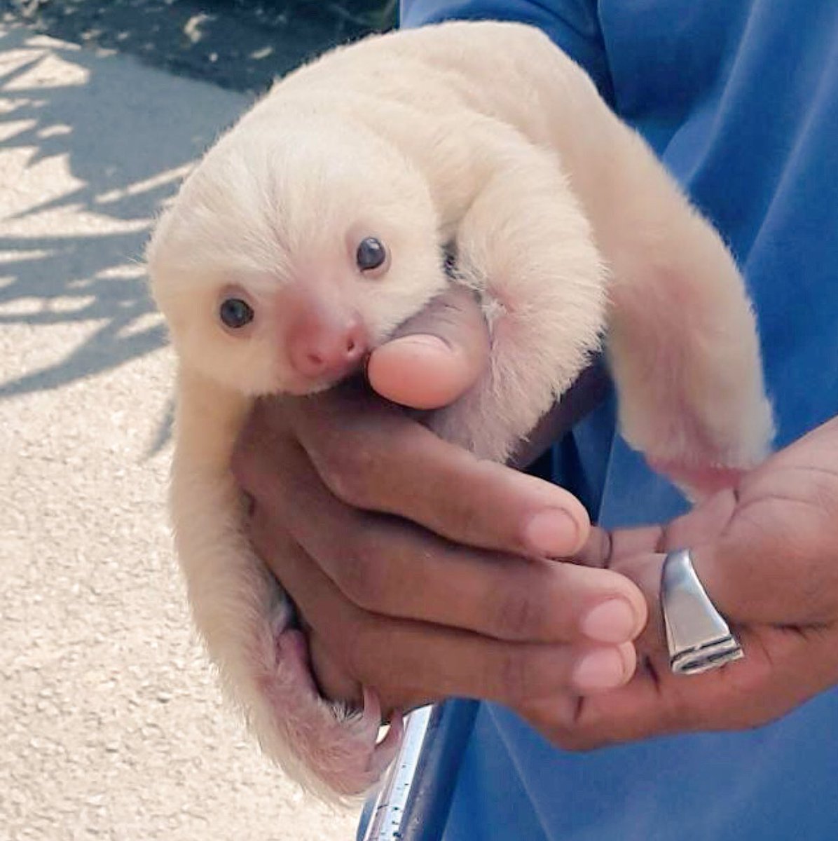 Ich möchte ein FAULTIER-BABY! 😇😍