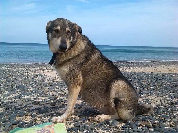 Alerte Animaux Perdu On Twitter Perdu Chien Gris Et