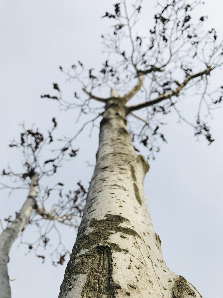 thebrightsyd's tweet photo. Love me through spring,when I have leaves and flowers.
Love me through winter,when I donโt.
#sametree
#differentseasons. https://t.co/gXwQZMIlid