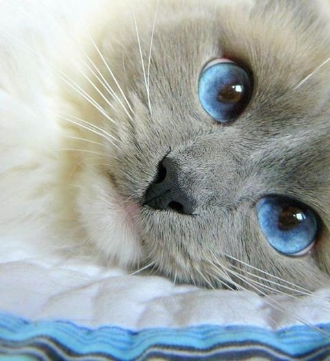 BauToFocus's tweet photo. Reposting @givedogsabetterlife:
#bautofocus #animali #4zampe #pets #gatti #cani #fotocani #fotogatti #petphotography #animalidomestici https://t.co/hzkpO7XRba