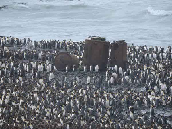 Micchan ジャンル紹介 ペンギンを蒸す機械 かつてマッコーリー島ではイギリスによる油を目的としたペンギンの乱獲が行われた 一度は激減したものの多くの保護活動によってある程度の回復は見られている かつていくつもの同胞を葬った機械と共に生きる