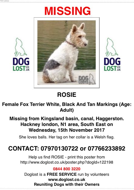 Can any of our friends in #London help with this #missing  #dog please? #Hackney #Haggerston #N1 #KingslandBasin #Canal #findrosie Contact @Marniecollins1 if you see her 🐾