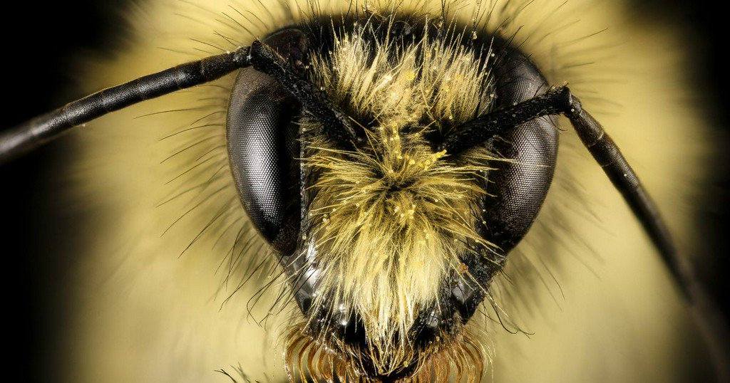 Want to save the bees? Here's what you should know. bit.ly/2AmHRDy