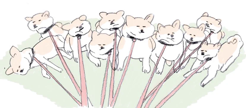 柴犬たくさん飼いたいけど、散歩中にみんなに引っ張られたら嫌になるかもw