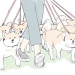 柴犬たくさん飼いたいけど、散歩中にみんなに引っ張られたら嫌になるかもw