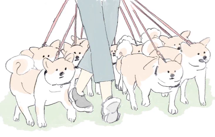 柴犬たくさん飼いたいけど、散歩中にみんなに引っ張られたら嫌になるかもw