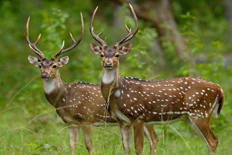 Wildodisha's tweet photo. Simlipal National Park is a sanctuary situated in the Mayurbhanj district in the Indian state of Odisha housed 1076 species of plants belonging to 102 families. 96 species #simlipal #wildodisha #odishatour https://t.co/EgOgmHFZI8