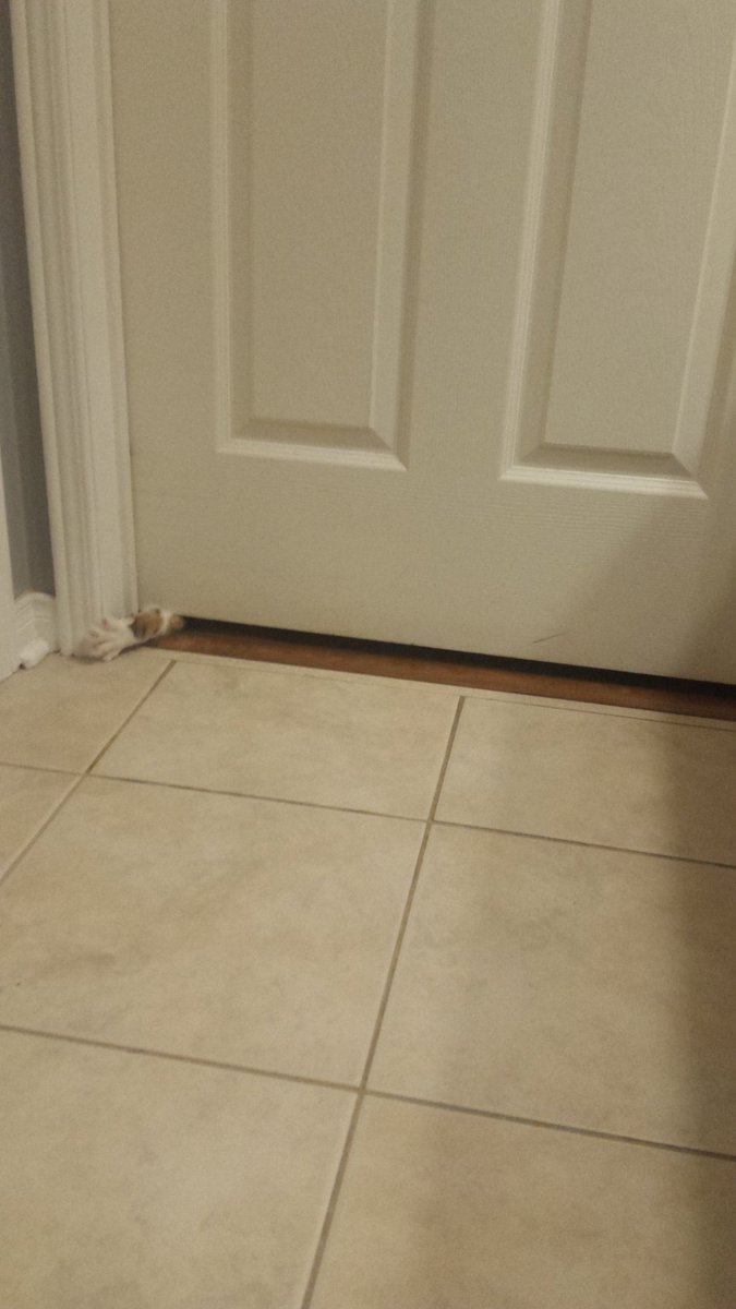 ChristineB8773's tweet photo. My cat has separation anxiety...I was gone 2 minutes. 😂 #ThisIsLoki https://t.co/0OdxqWMrpf