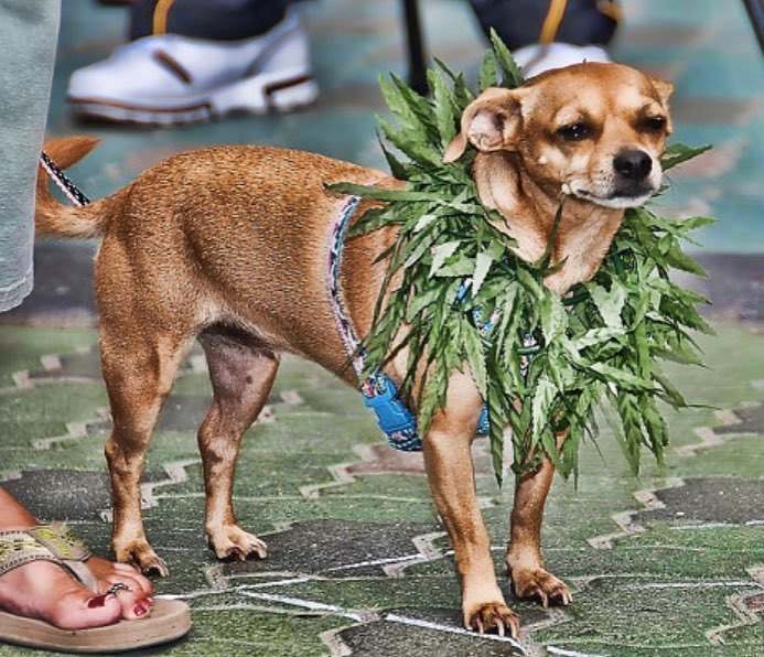 CannabisReportr's tweet photo. In an effort to learn more about the phenomenon of cannabis pet medicine, UC Davis is conducting a survey of #petowners who treat their #animals with #cannabis #potforpets #medicalmarijuana https://t.co/pHWJzoPSNK https://t.co/4OuGeqtU3B