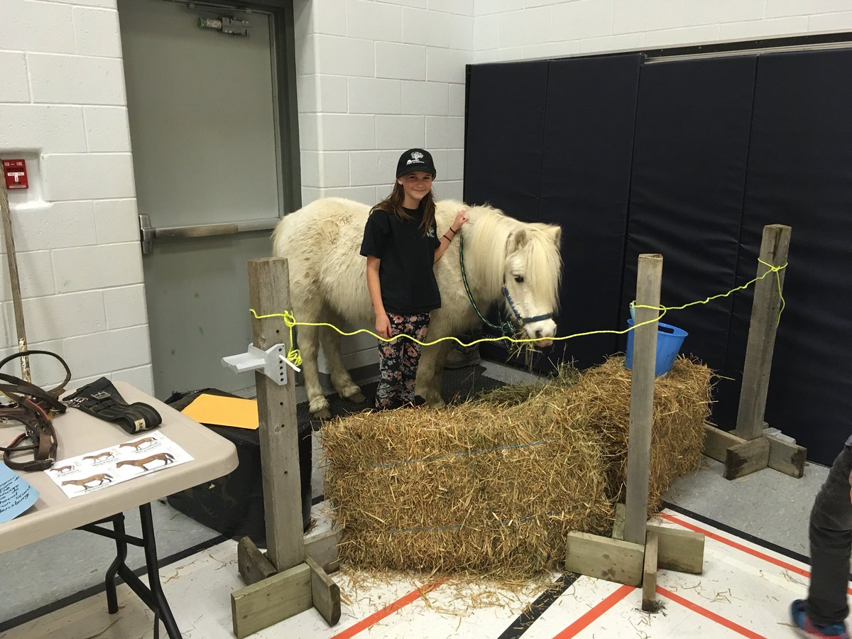 stblfoundations's tweet photo. School project?!  Ummmm yes!  Addison and Merlin were at school tonight for her presentation #PonyHour #cutestponyever #ponyandhisgirl #horsehour https://t.co/YUOU1nGjcW