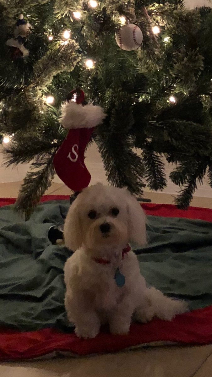 77reboot's tweet photo. When your puppy thinks he owns the Christmas tree… Fingers crossed that he doesn’t try to mark his territory🤞🎄 https://t.co/qjxMCerGAQ