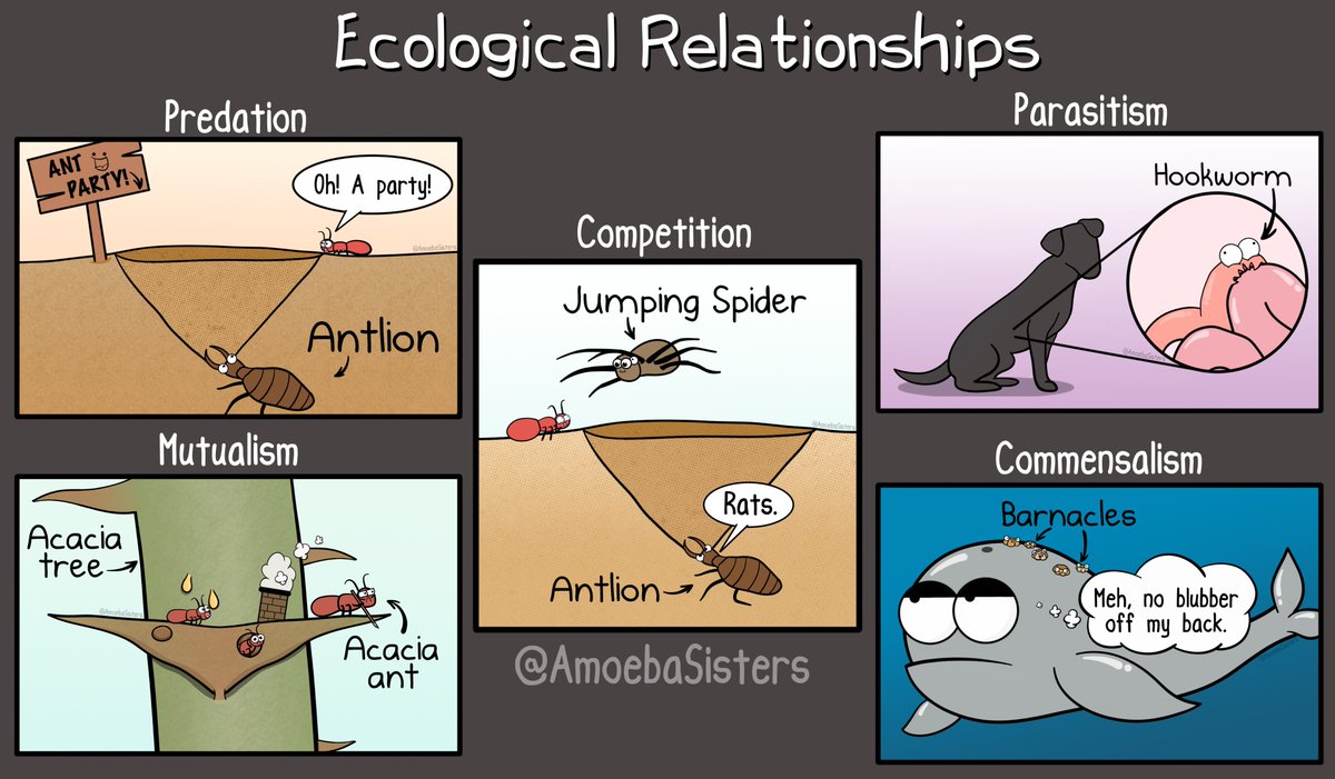 amoeba-sisters-on-twitter-just-a-few-ecological-relationships-learn-more-about-these-in-our