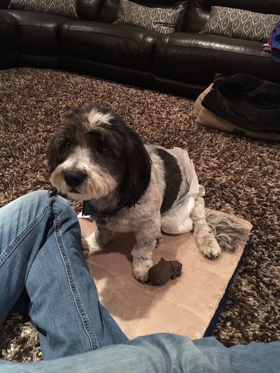 emlikespupusas's tweet photo. Please pray for my dog!!! He can't walk and lost feelings in both of his legs :( #prayfororeo #SaveOreo https://t.co/3EXKrGRWap
