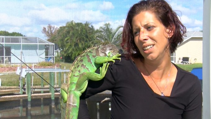 A Florida woman's pet iguana goes from sleeping in her shirt to repeat...