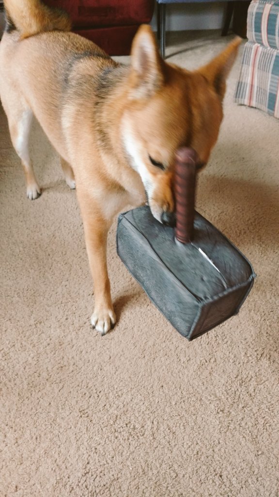 ThorInuOdinson's tweet photo. MJOLNIR IS MY FAVORITE TOY! https://t.co/C8JyAckldl