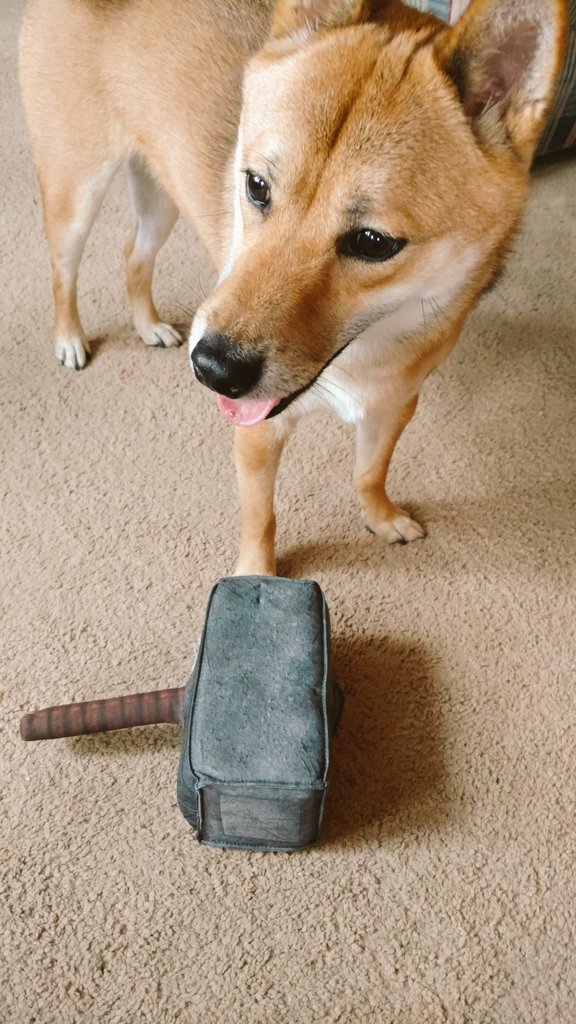 ThorInuOdinson's tweet photo. MJOLNIR IS MY FAVORITE TOY! https://t.co/C8JyAckldl