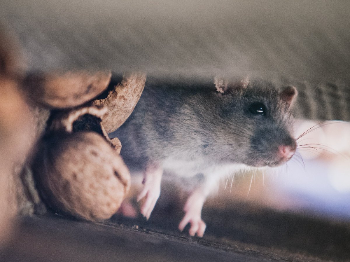 preferredpestoc's tweet photo. Mice and rats ππ carry number of diseases that are deadly to humans. They will damage your sofas and chew on electrical wire, that will cause a fire. Still think they are cute?
#rats #mices #pestcontrol #pest #pestcontrolorange #Preferredpestcontrol https://t.co/nuS1BpqRhr