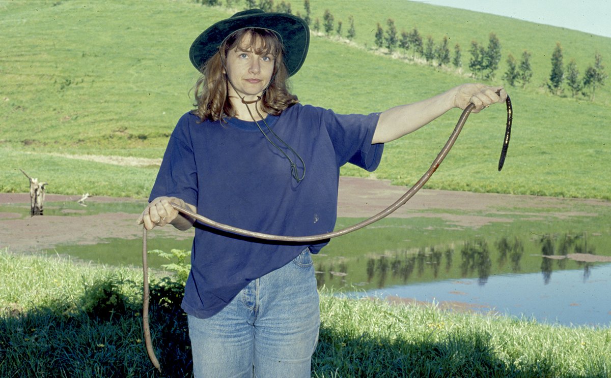 ausgeo's tweet photo. Beverley Van Praagh, pictured here with the worm back in the 1980s, has been studying the giant Gippsland earthworm for 25 years. Said to be the largest earthworm in the world, it's restricted to the south and west of Gippsland, Victoria: https://t.co/KTgkNyqjA9 https://t.co/JFHHf4O7N5