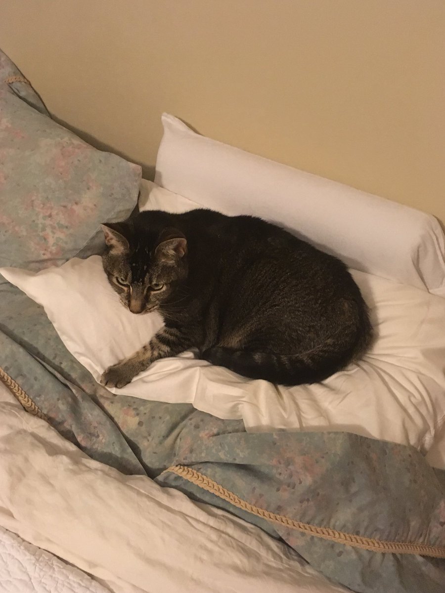 SmokeyMinou's tweet photo. It’s Day 4! We get some comfy pillows for us to relax on! #12daysofkittychristmas #12DaysofChristmas #meow #CatsOfTwitter #thanksmom https://t.co/ia89ZDPQuh