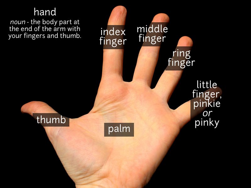 Different Length Finger Index Ring Stock Photo 2132603433 | Shutterstock