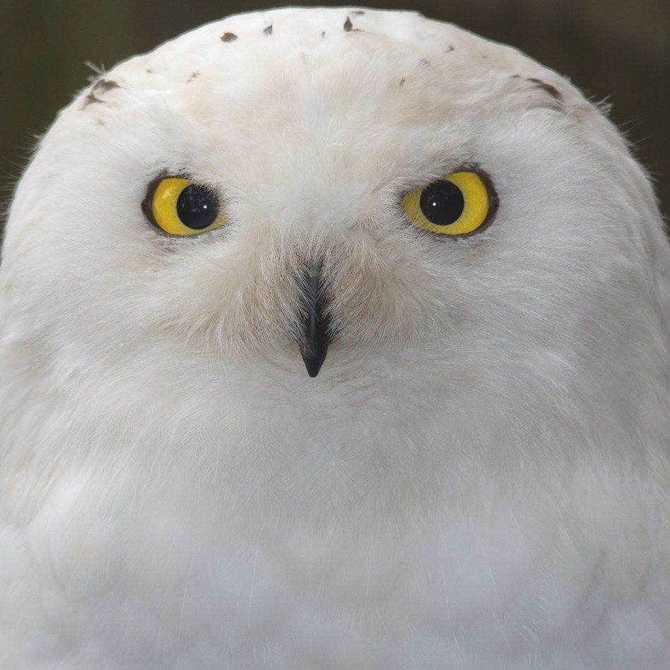 Snowy owls are invading northeast ohio from the arctic: here's why it's ...