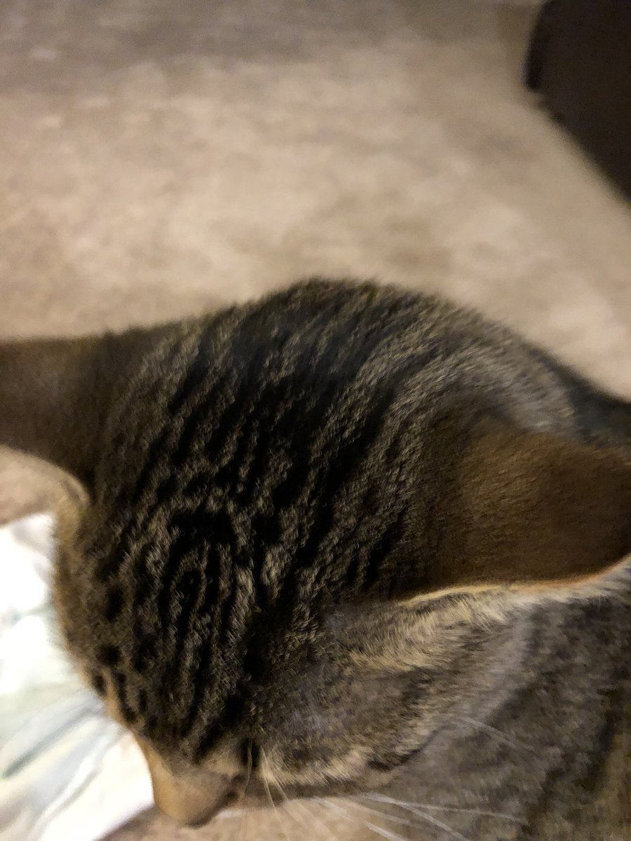 ErinMoylan's tweet image. Keep finding pictures carson is taking on my phone. That’s password protected. #spykid