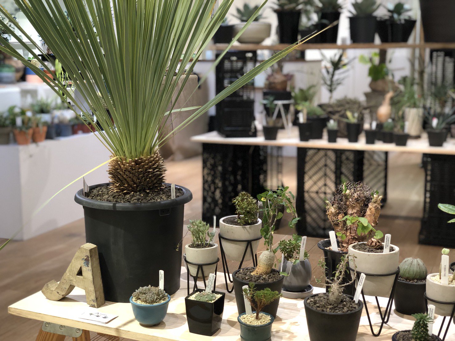 藤井大丸 Limited Shop 京都府精華町に店を構える園芸店 Uekiya21 ウエキヤニジュウイチ と 一般観葉や希少な塊根植物 リュウゼツランなどを取り揃える A Plants エープランツ が期間限定ショップ Botanication ボタニケーション をオープン