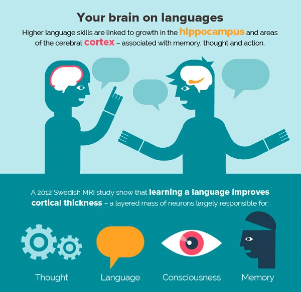 Brain languages. Мозг инфографика. Язык и мозг взаимосвязь. Инфографика язык и мышление. Иностранные языки влияют на мозг.