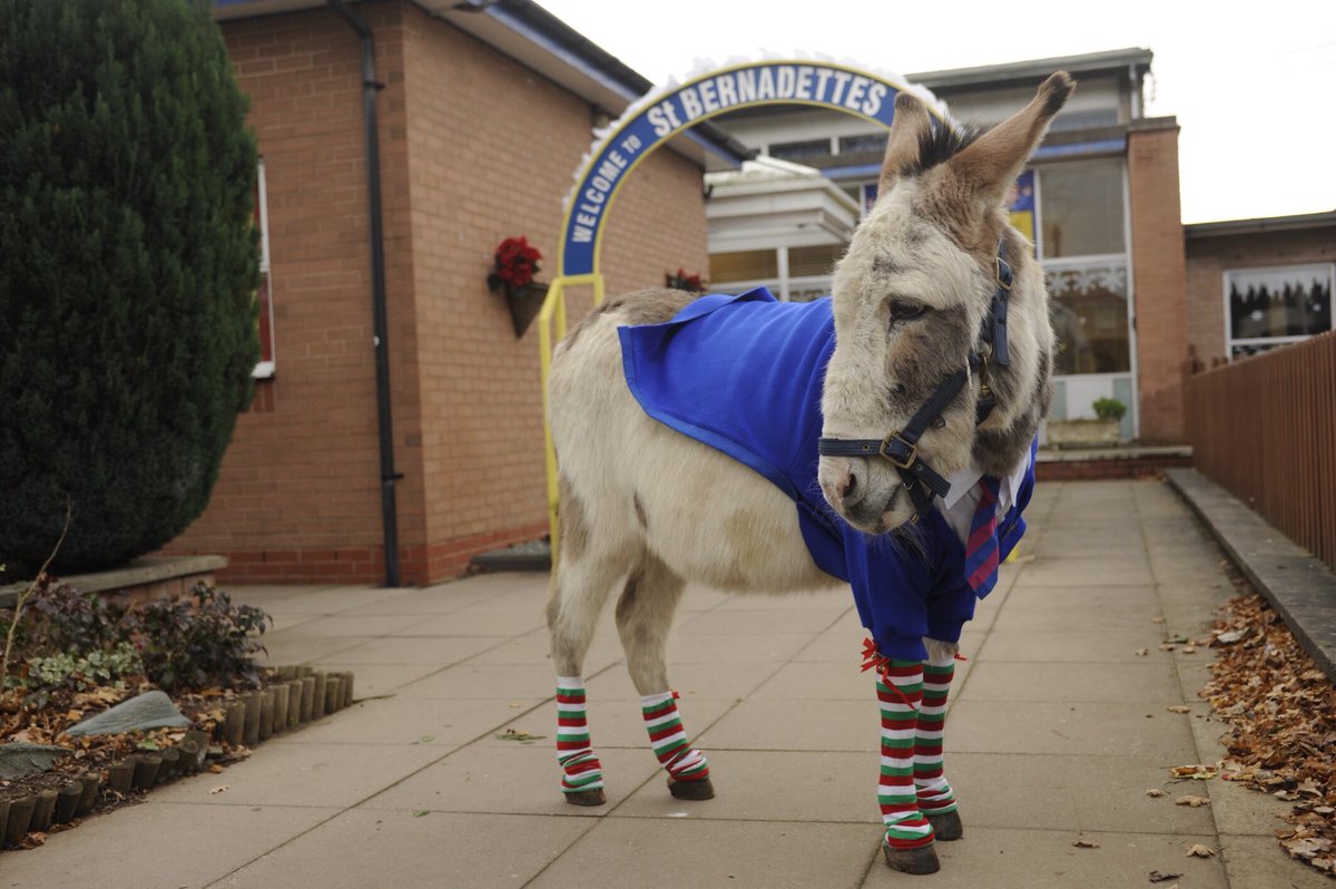 FoolingNobody's tweet photo. #Tbt Marc as Mr Poppy - Catch Marc Wootton this Saturday 9 December 3.20pm @channel5_tv in @NativityFilmUK 3 Dude Where’s My Donkey (2012) with Martin Clunes @DeborahIsitt @CeliaImrie @jill1ben @simonlipkin @Jason__Watkins #CatherineTate @thedavidhunter @SydneyIsittAger https://t.co/BJ3FXC9r5R