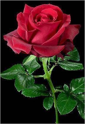 GvbvgGggg's tweet photo. @AliciaAcoroles @swydersk @BrettCateley @aLAURA2019 @Sophia_Kamy @adityasingh7865 @Sylpete @rebarbosa28 @LaurenVictorita @SergioA60798547 @GlaucioBianchet @HotSonna1 @227eada8efa54eb @Carolovely30 @GoncaloValva10 @TM1DN @MGWV_L for Say.. https://t.co/QkktzXCaGh