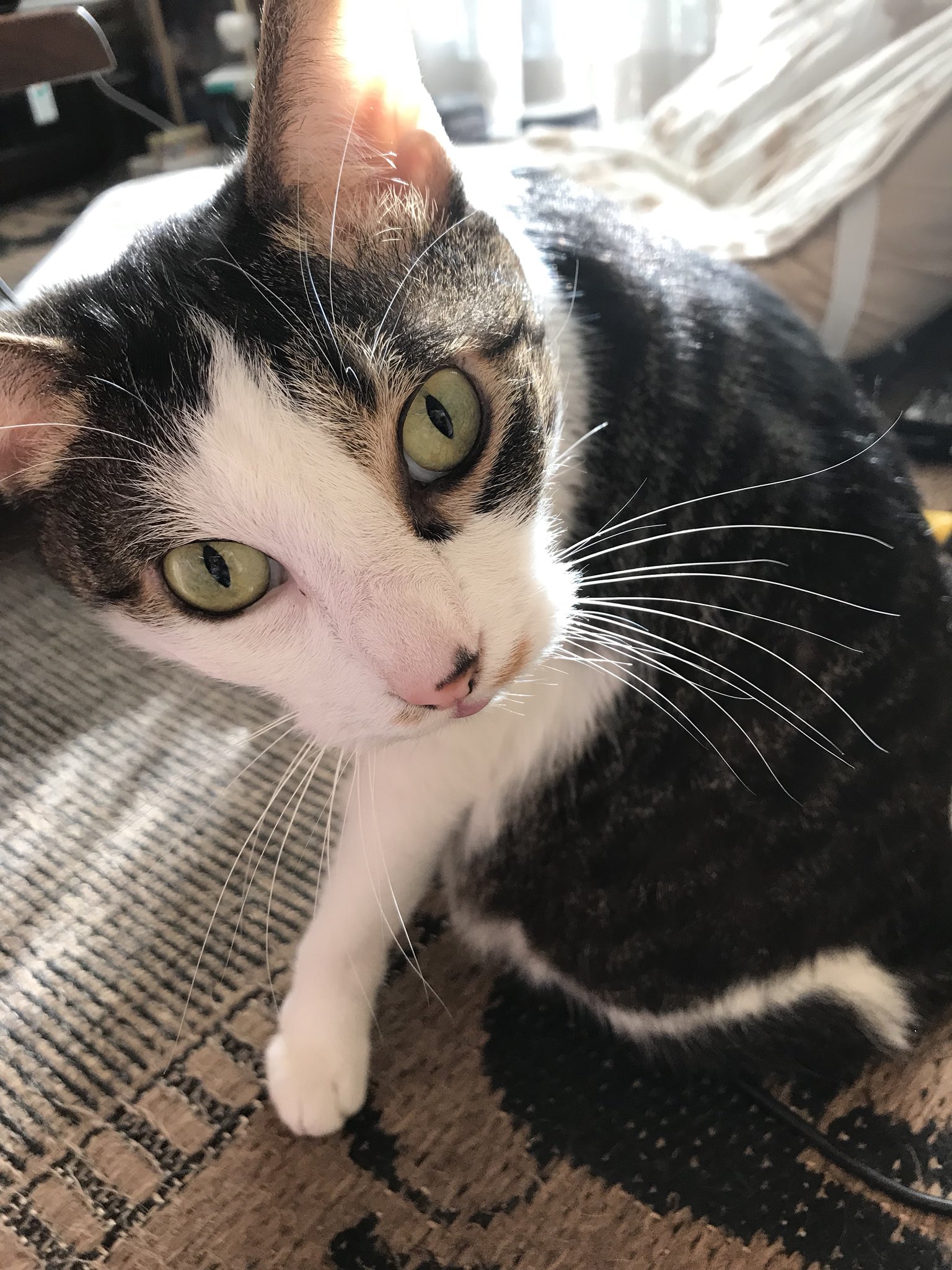 なおごん ツリ目くん 猫目 つり目 猫画像 昼猫 T Co Avleetx4ab Twitter