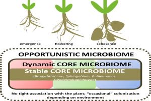 FEMSmicro's tweet photo. Why do #rhizosphere #microbiomes of potato cultivated in the High Andes show stable and dynamic core microbiomes with different responses to #plant development? Find out in our #miCROPe2017 Virtual Special Issue: https://t.co/P2RnGHbrja https://t.co/9hU9rAWh4d
