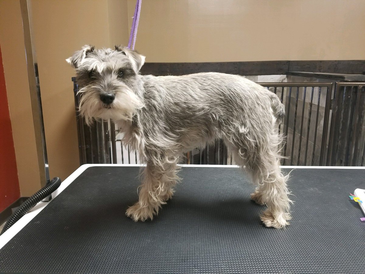 Valerisse23's tweet photo. This is the story of the good girl...

#pampertime #bathtime #ineedahaircut #introtophotography #pupper https://t.co/kMHDTQq8cU