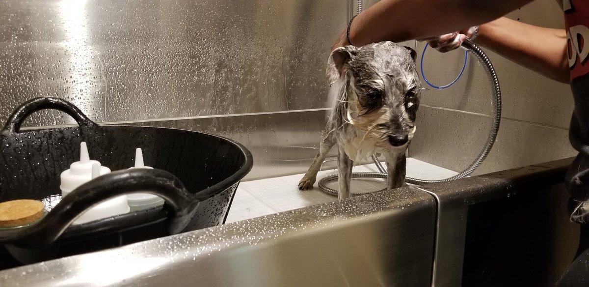 Valerisse23's tweet photo. This is the story of the good girl...

#pampertime #bathtime #ineedahaircut #introtophotography #pupper https://t.co/kMHDTQq8cU