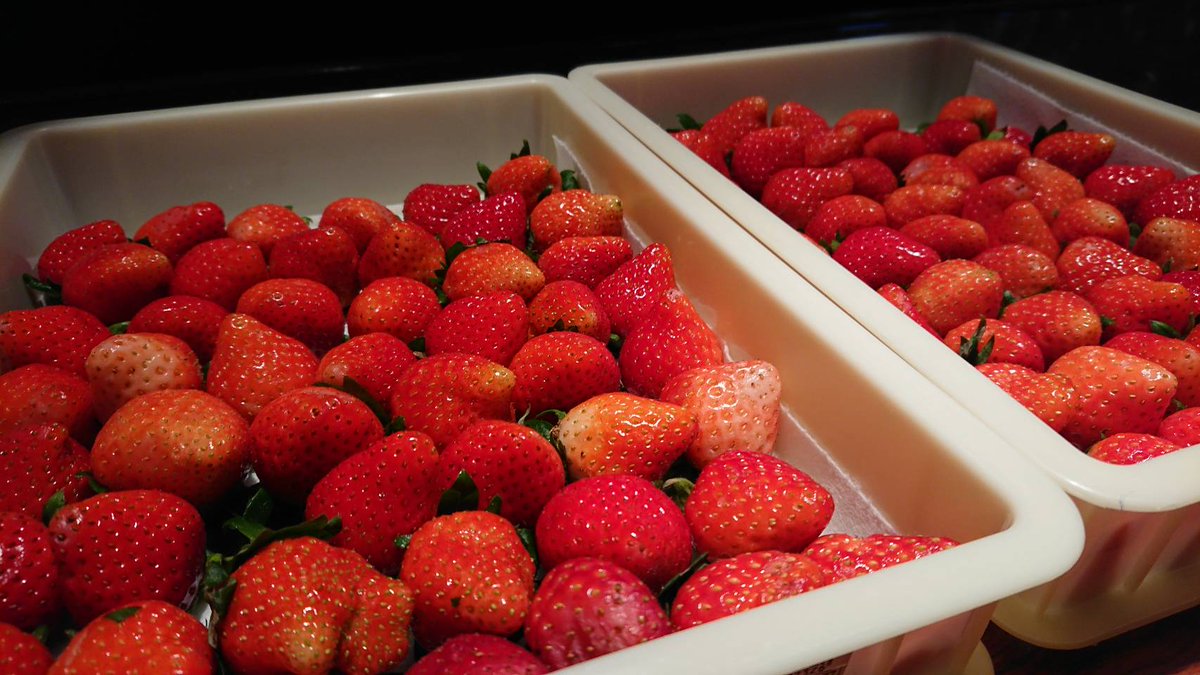 いちごの季節がやってまいりました！！