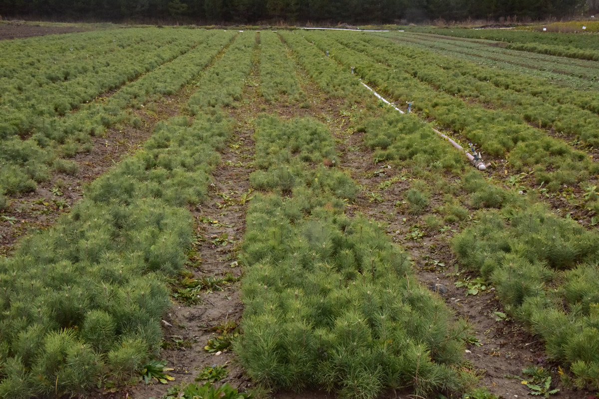 @KastamonuOBM Kastamonu OBM’de 4.350.000 Fidan Üretildi