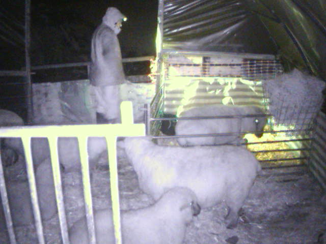 GarlicMeadow's tweet image. #BreakfastTV watching hubby feed the sheep on the lamb cam. #Remotefarming