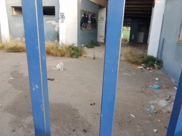 PORTADA| Animalistas denuncian la situación de los gatos en el estadio Baleares wp.me/p3eAUN-SRp