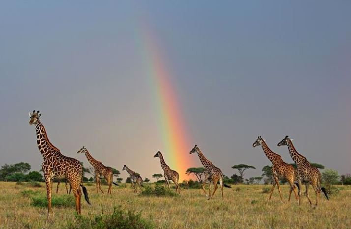 Encantador arcoiris en el atardecer de Kenia. #felizjueves #viajeros #aventuraafrica

aventuraafrica.com/blog/kenia/el-…
